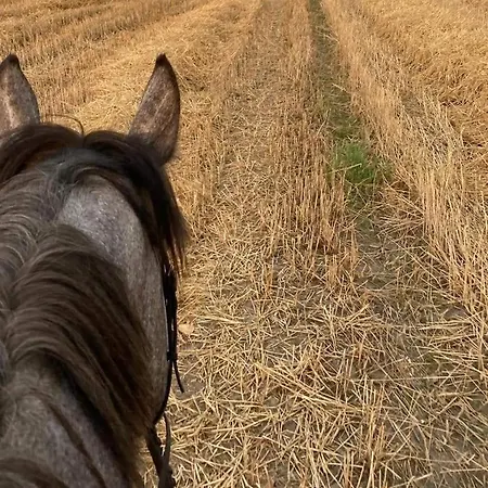 Farm stay Stajnia