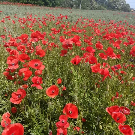 Stajnia * Tarnowo Paluckie