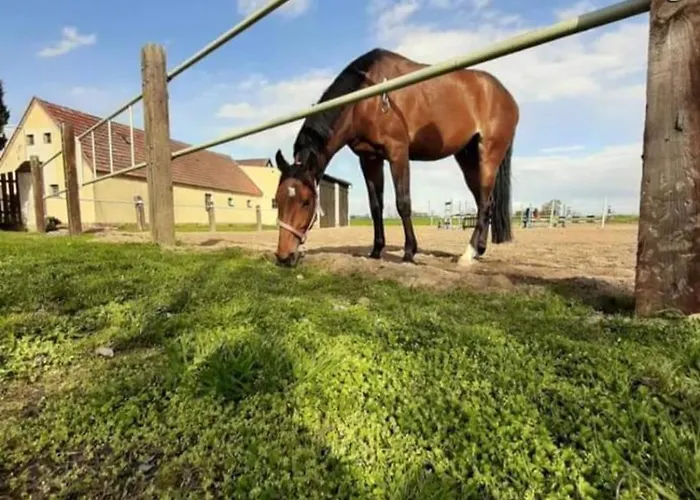 Stajnia Tarnowo Paluckie