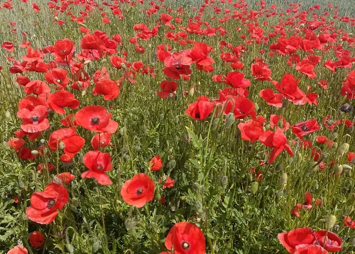 Stajnia * Tarnowo Paluckie