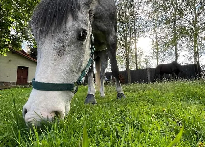 Farm stay Stajnia Tarnowo Paluckie